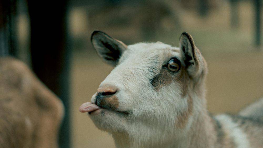 ilustrasi kambing (pexels.com/Sơn Bờm)