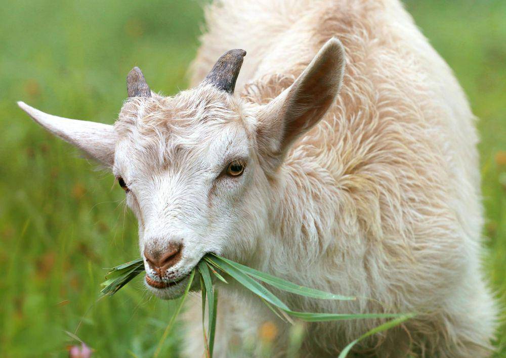 ilustrasi kambing (pexels.com/Pixabay)