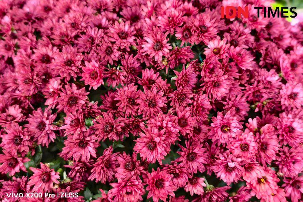Hasil dari kamera vivo X200 Pro (IDN Times/Misrohatun)