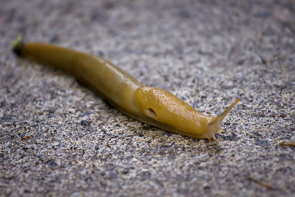 5 Fakta Menarik Siput Pisang, Moluska Kuning Endemik Benua Amerika