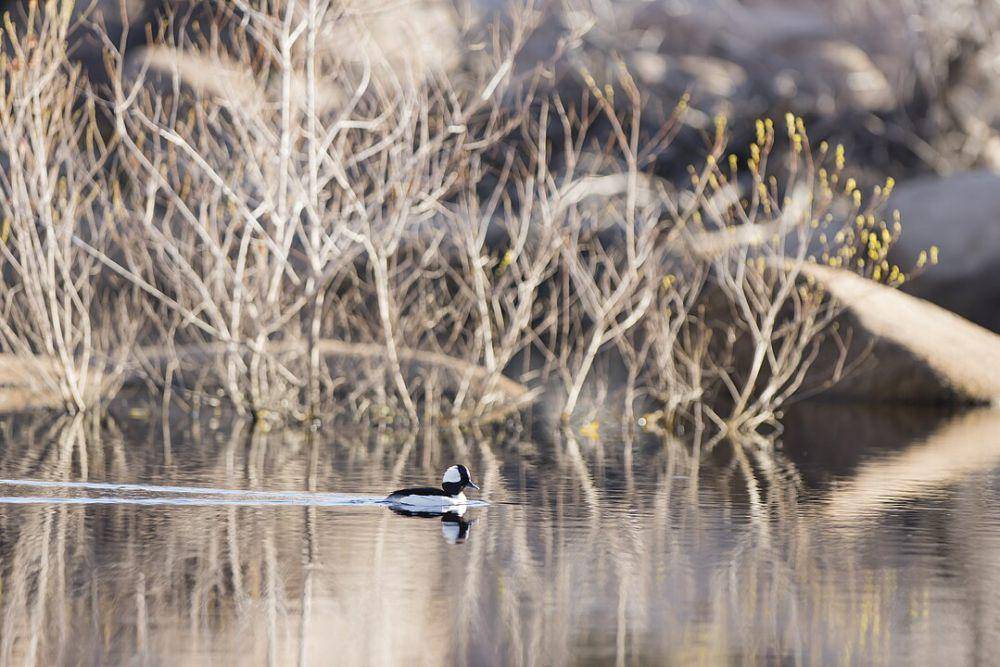 ilustrasi bebek bufflehead (wikimedia.org/Joshua Tree National Park)