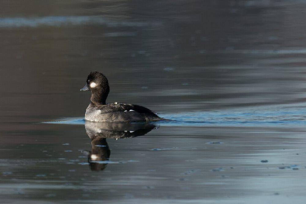 ilustrasi bebek bufflehead (wikimedia.org/Russ)