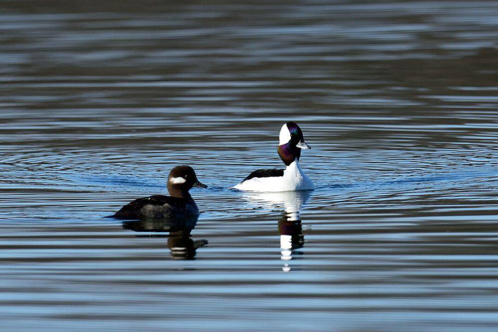 ilustrasi pasangan bebek bufflehead (wikimedia.org/Russ)