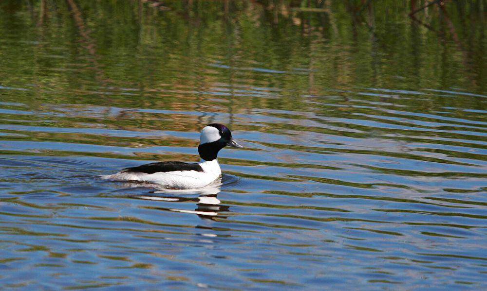 ilustrasi habitat bebek bufflehead (wikimedia.org/USFWS Midwest Region)
