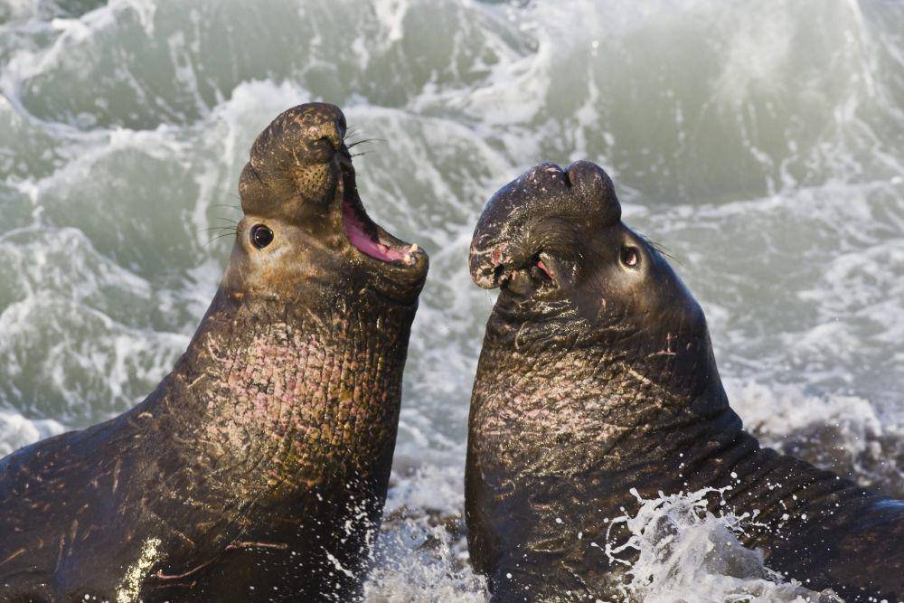 ilustrasi gajah laut (flickr.com/Mike Baird)