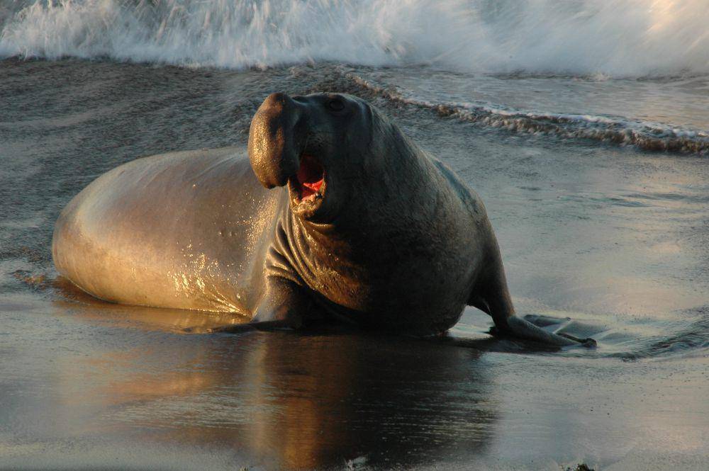 ilustrasi gajah laut (flickr.com/Elizabeth Haslam)