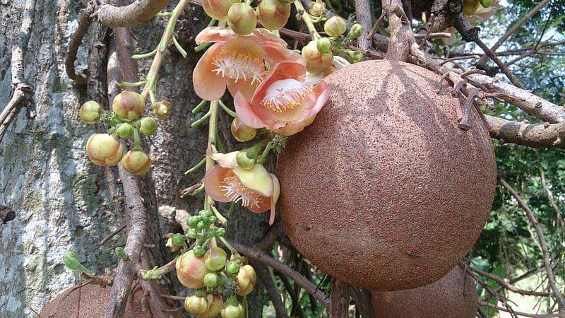 Buah pohon cannonball. (commons.wikimedia.org/Mokki)