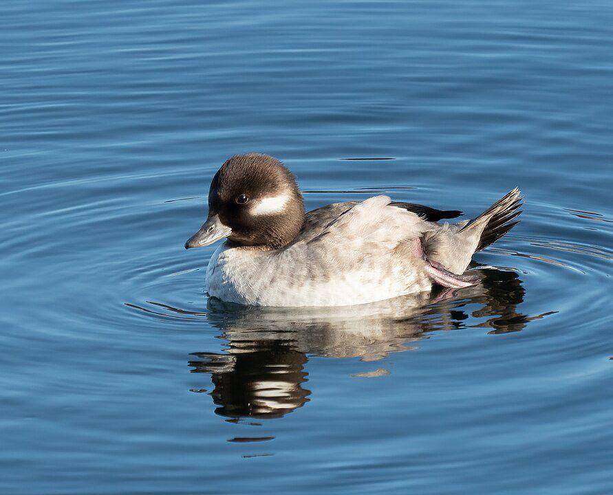 ilustrasi bebek bufflehead (wikimedia.org/Rhododendrites)
