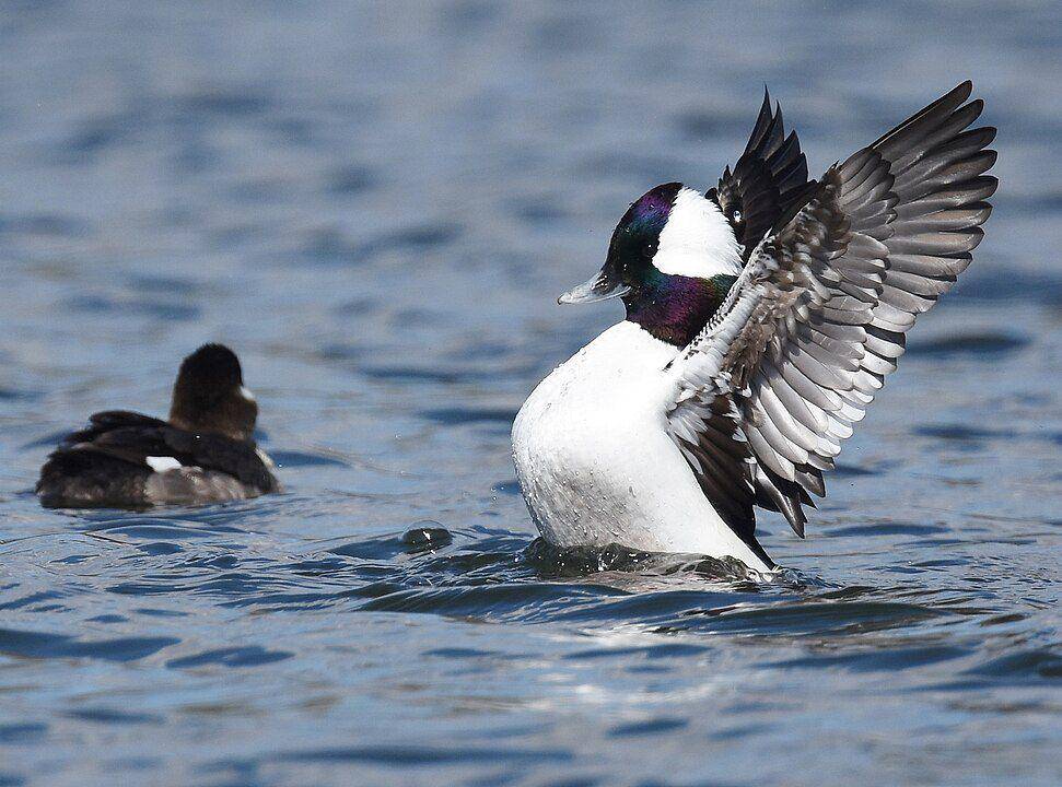 ilustrasi bebek bufflehead yang pandai menyelam (wikimedia.org/Andy Reago and Chrissy McClarre)