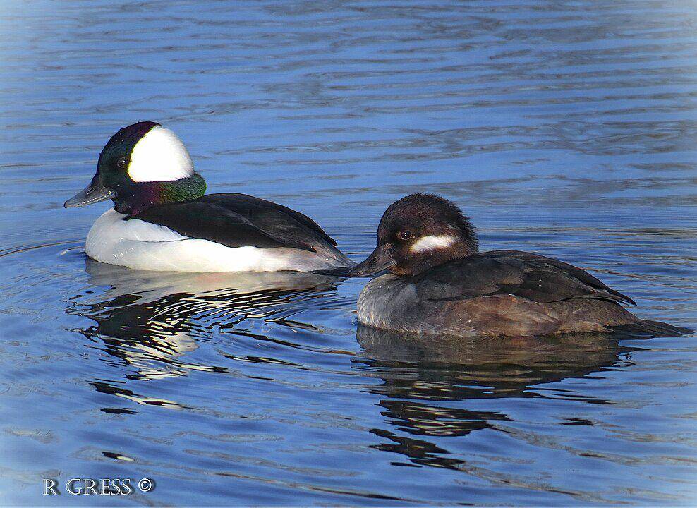 ilustrasi bebek bufflehead jantan dan betina (wikimedia.org/Canonshot1012)