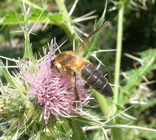 Apis laboriosa. (commons.wikimedia.org/L.Shyamal)