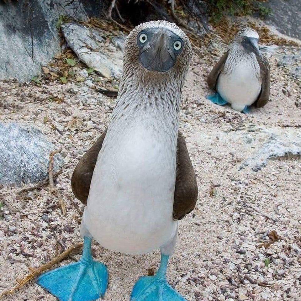 5 Fakta Menarik Burung Booby Kaki Biru, Spesies Ikonik dari Laut
