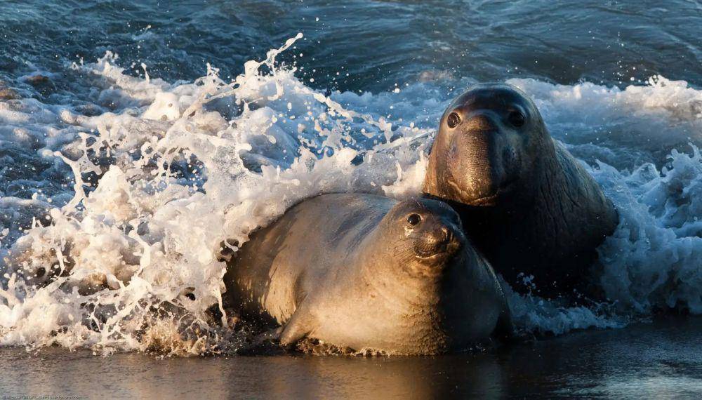 ilustrasi gajah laut (flickr.com/Mike Baird)