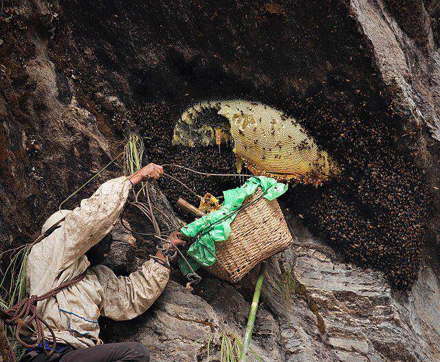 Pemburu madu gila. (commons.wikimedia.org/Aerackkkkk)