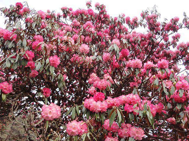 Bunga rhododendron. (commons.wikimedia.org/सृजना)