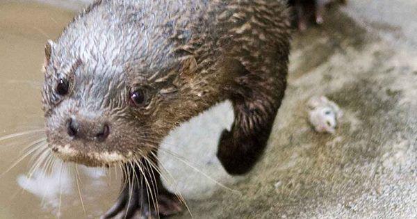 5 Fakta Hairy Nosed Otter, Punya Insting Berburu yang Tajam!