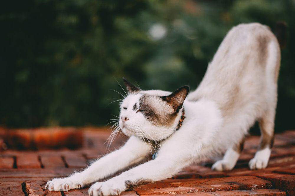 Ilustrasi stretching yang dilakukan oleh seekor kucing (pexels.com/Tamba Budiarsana)