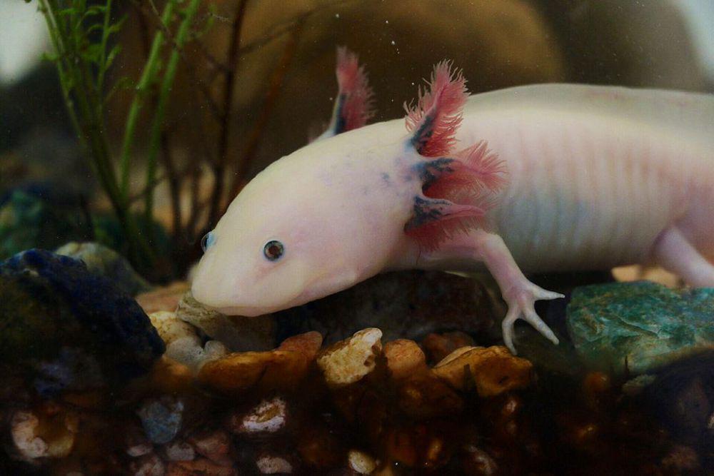 7 Fakta Menarik Axolotl, Hewan Lucu yang Terancam Punah