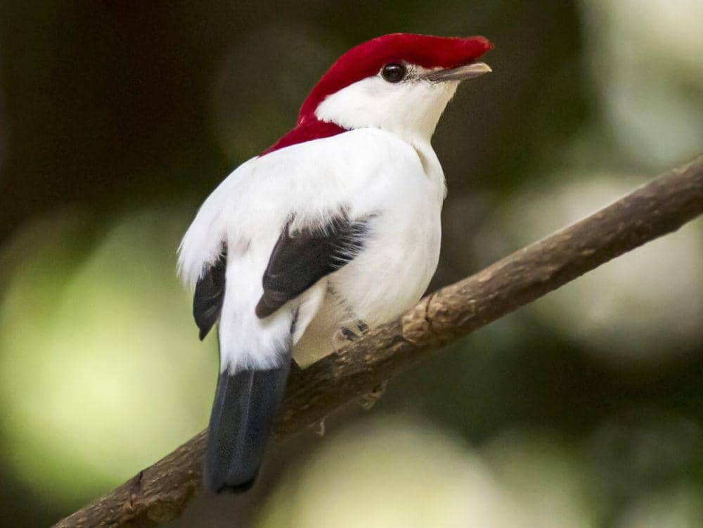 Araripe Manakin dalam upaya pelestarian (ebird.org/เพศผู้)
