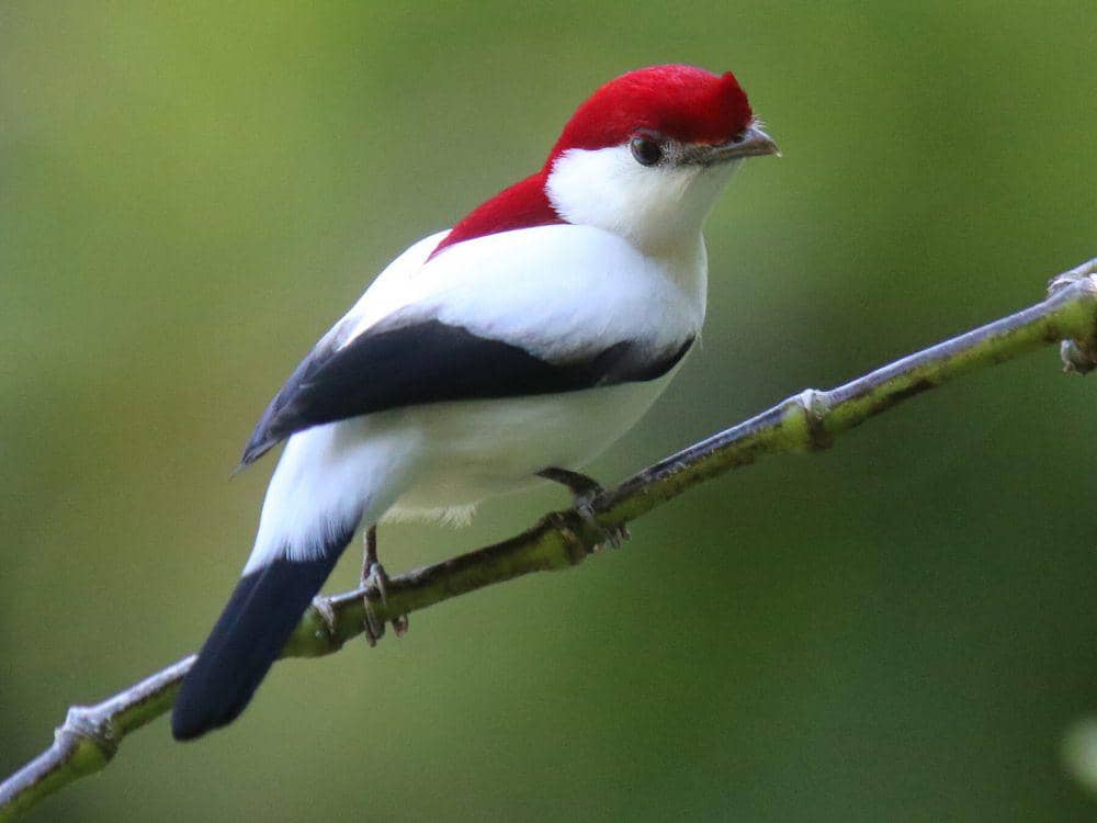 Araripe manakin memilih habitat dekat air (ebird.org/เพศผู้)