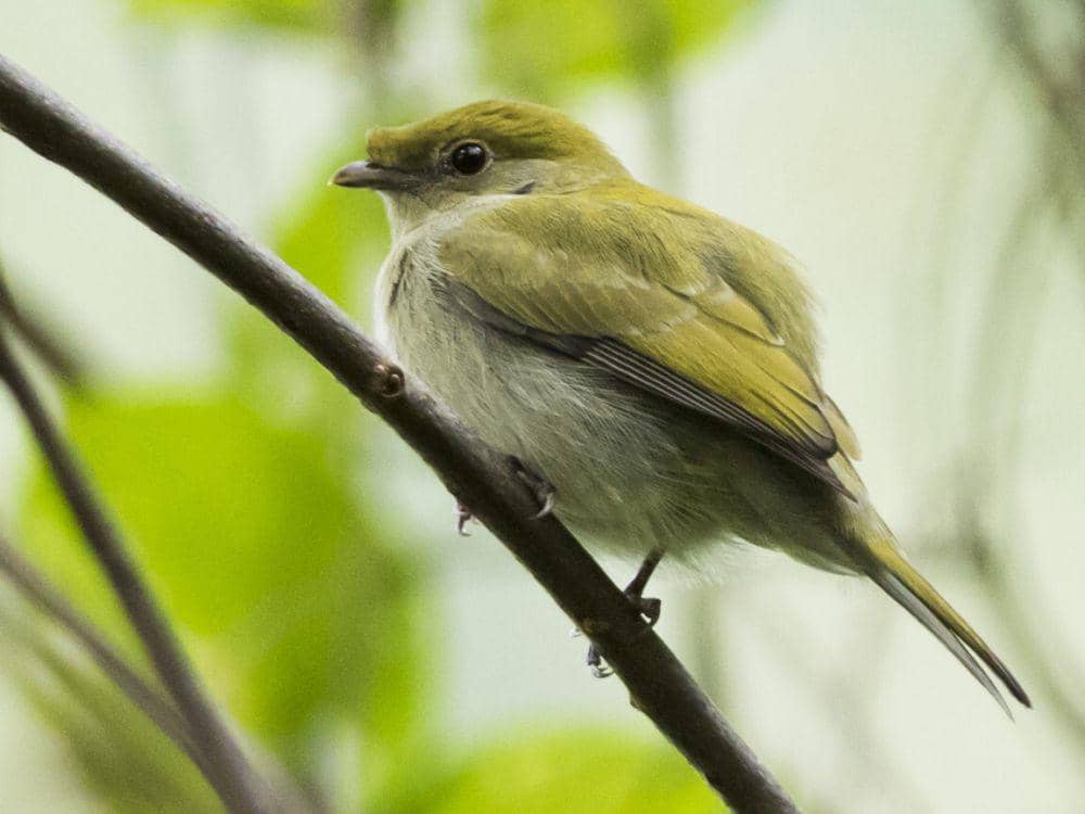 Araripe Manakin memakan buah-buahan kecil (ebird.org/เพศเมีย)