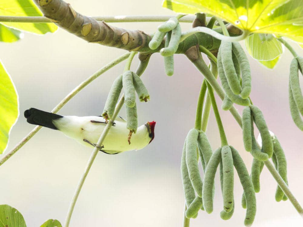 Araripe Manakin sebagai simbol konservasi (ebird.org/เพศผู้)