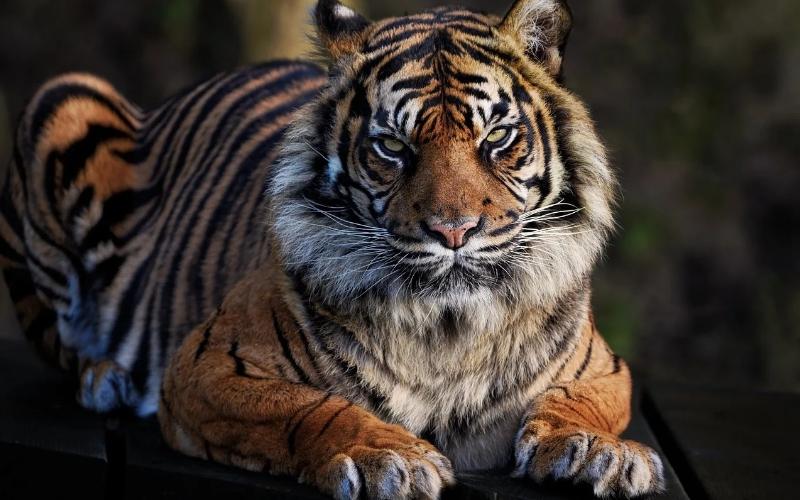 9 Kucing Liar di Indonesia yang Kini Terancam Punah, Bikin Khawatir