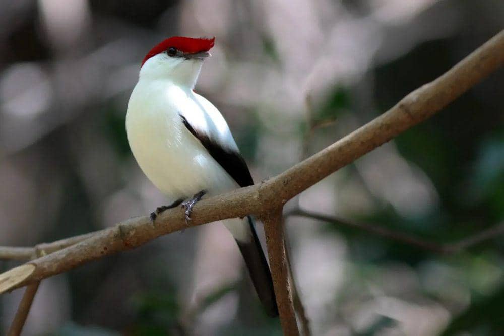 Bulu merah mencolok Araripe Manakin jantan (animalia.bio)
