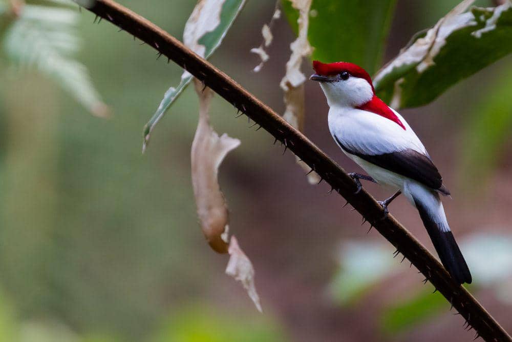 Araripe manakin burung yang baru ditemukan (flickr.com/Thelma Gátuzzô)