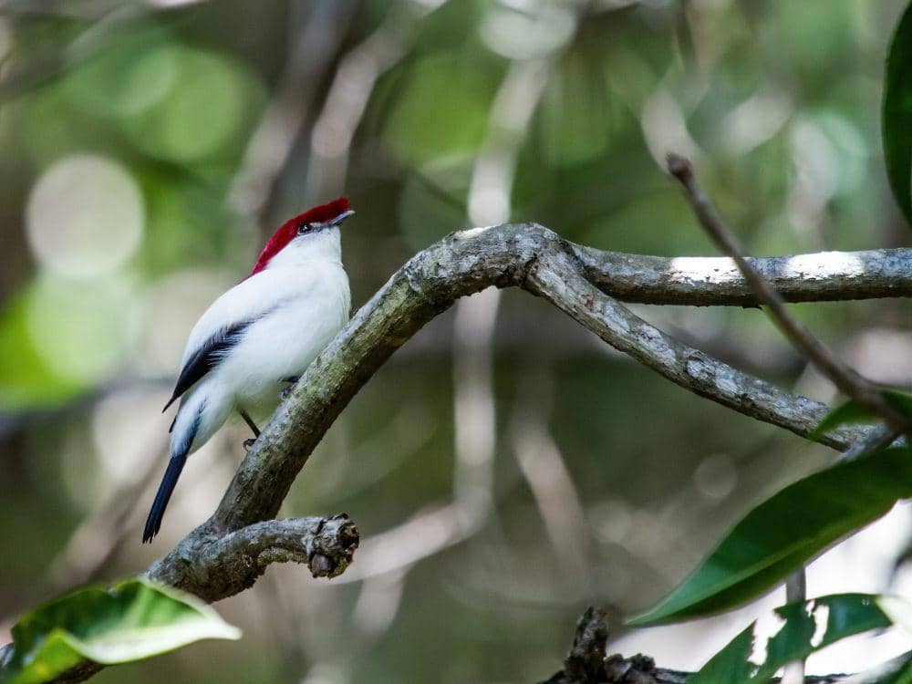 Habitat asli Araripe Manakin di Brasil (flickr.com/Nick Athanas)