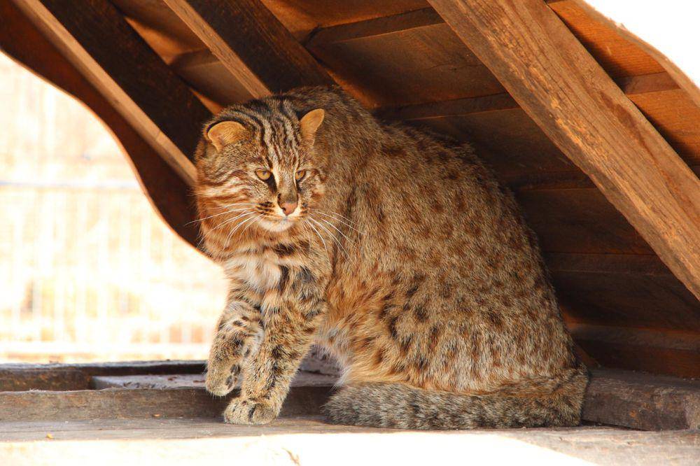 ilustrasi kucing tandang (pixabay.com/zoosnow)