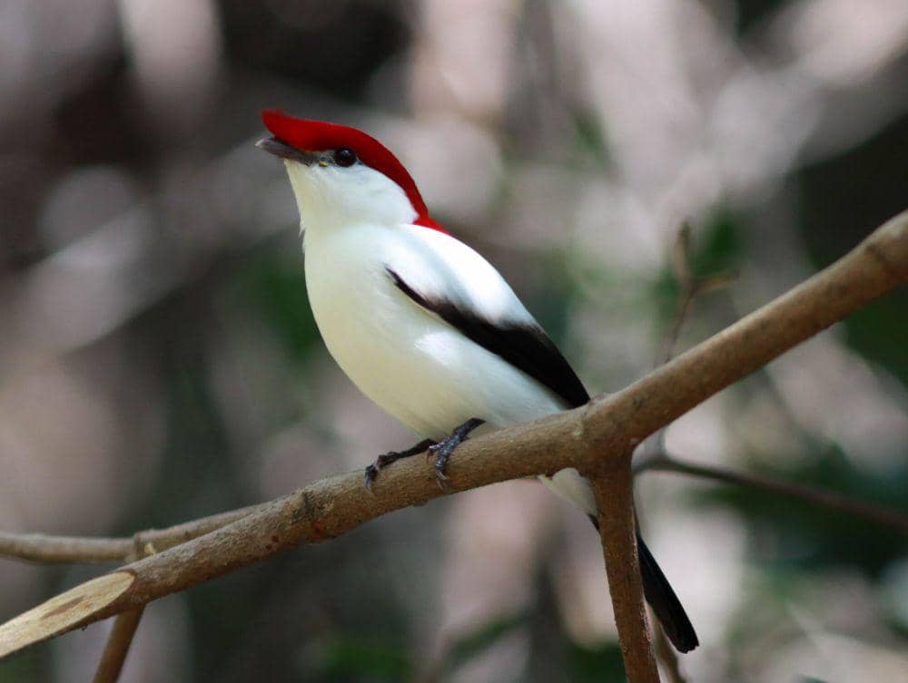 7 Fakta Menarik Araripe Manakin, Spesies Baru yang Terancam Punah!