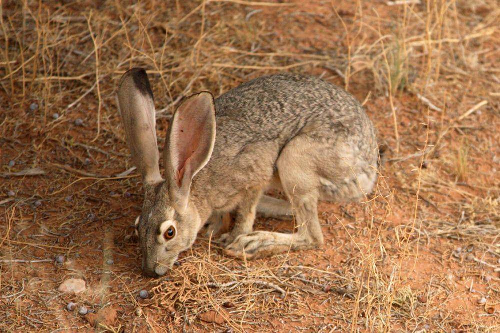 black-tailed jackrabbit (commons.wikimedia.org/James Marvin Phelps)
