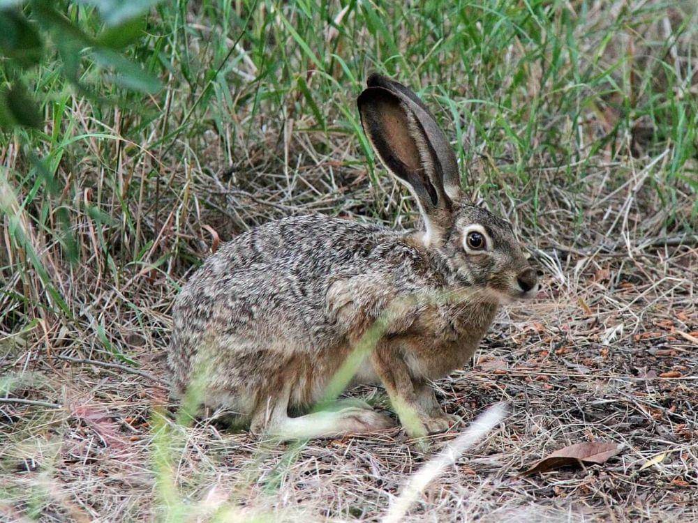 black-tailed jackrabbit (commons.wikimedia.org/Greg Schechter)