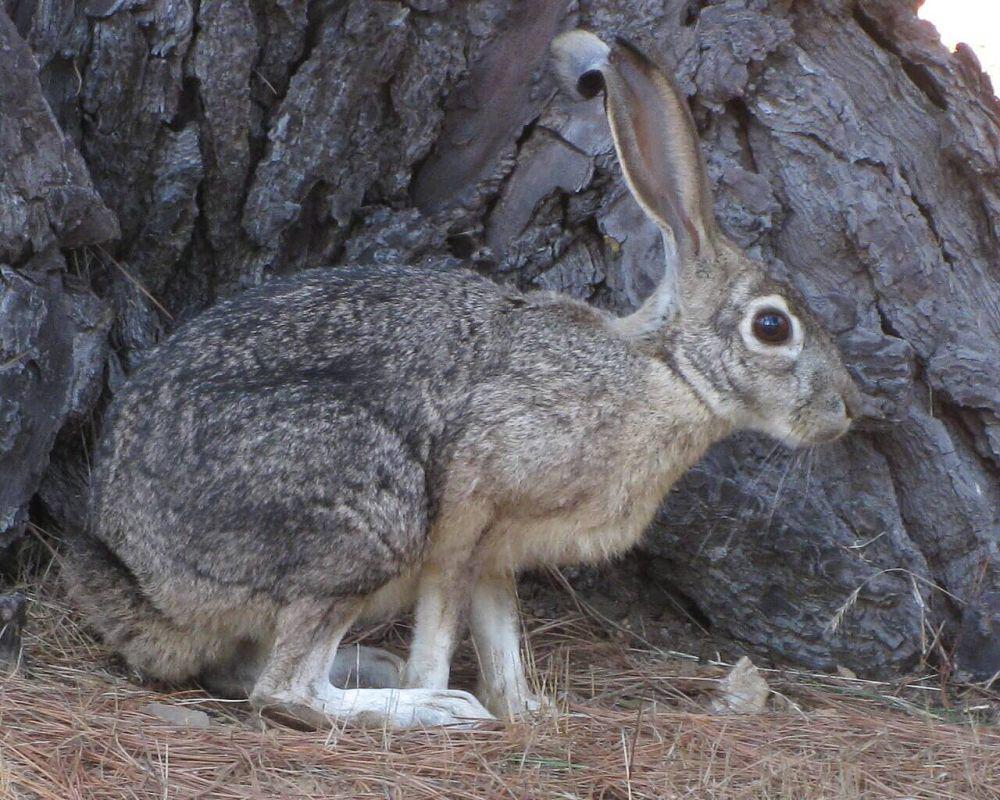 5 Fakta Black-tailed Jackrabbit, Mampu Melompat Sejauh 3 Meter