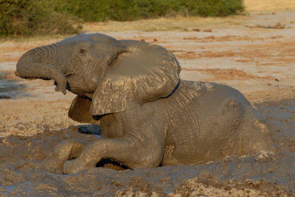 ilustrasi gajah terjebak di pasir hisap (pixabay.com/Herbert Bieser)