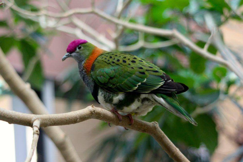ilustrasi burung dara buah (commons.wikimedia.org/Neil T)