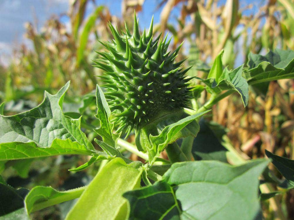 Tanaman kecubung Datura metel dengan bunga putih berbentuk terompet dan buah hijau berduri di antara daun lebar.