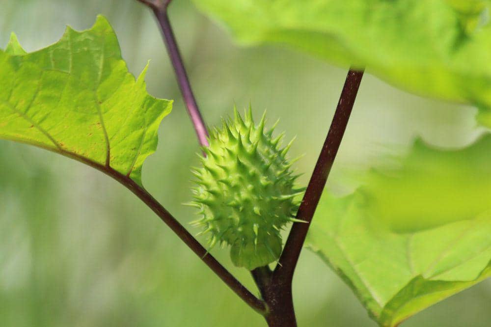 Bunga kecubung putih berbentuk terompet pada tanaman Datura metel, dengan daun hijau di sekelilingnya.