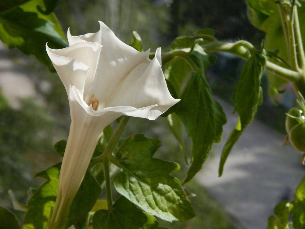 Bunga kecubung putih Datura metel berkelopak berbentuk terompet dengan daun hijau tumbuh di antara dedaunan.