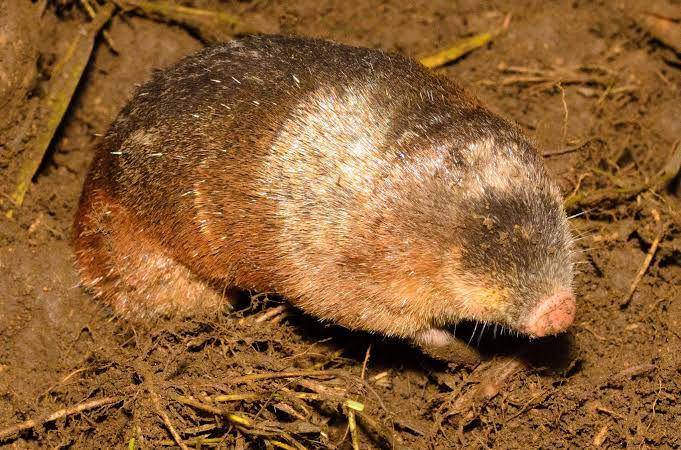 golden mole (theexpeditionproject.com)