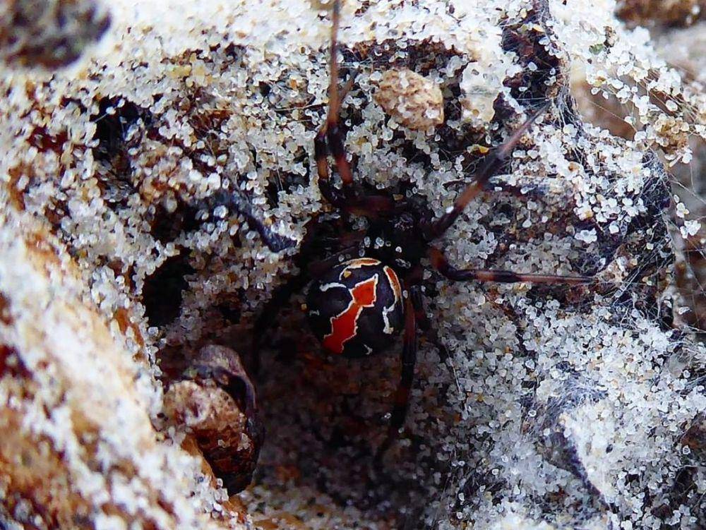katipo spider (instagram.com/biodiversityofterra)