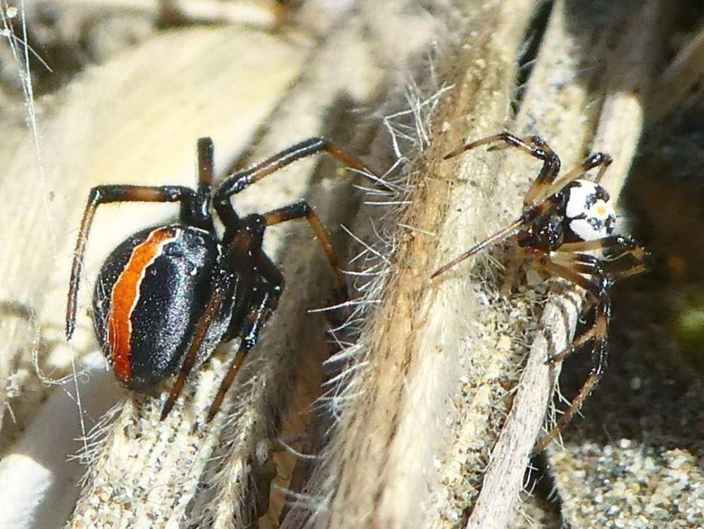 katipo spider (instagram.com/biodiversityofterra)