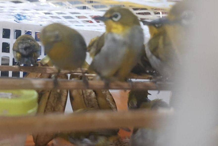 Pengungkapan penyelundupan satwa liar burung 6.514 ekor di Pelabuhan BBJ, Lampung Selatan. (Dok. Karantina Lampung).