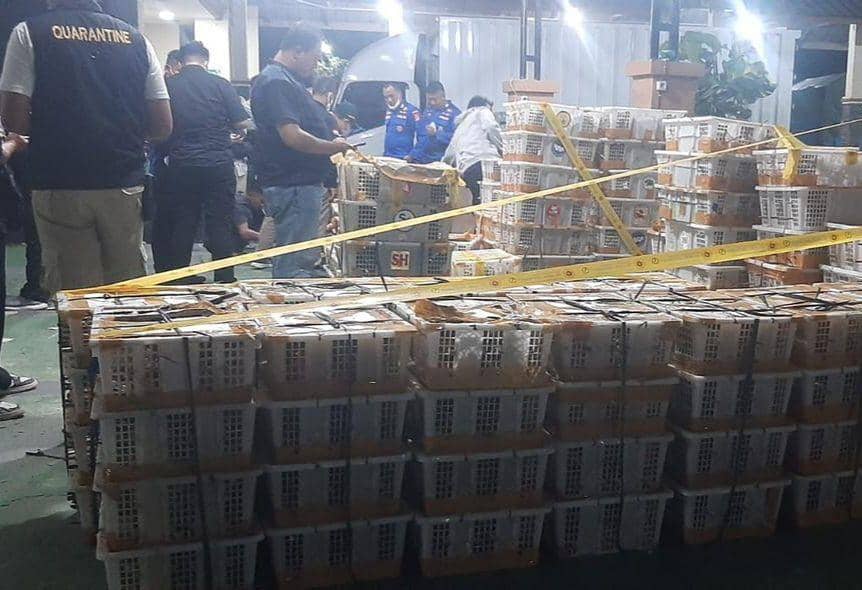 Penyelundupan Burung Tersebar Lintas Pulau Diungkap, Sita 6.514 Ekor!