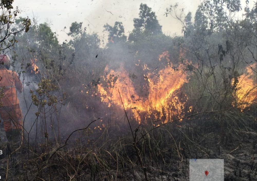 350 Ha Taman Nasional Way Kambas Terbakar, Ada Trenggiling Terpanggang