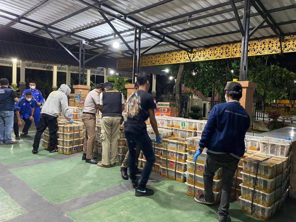 Pengungkapan penyelundupan satwa liar burung 6.514 ekor di Pelabuhan BBJ, Lampung Selatan. (Dok. Karantina Lampung).