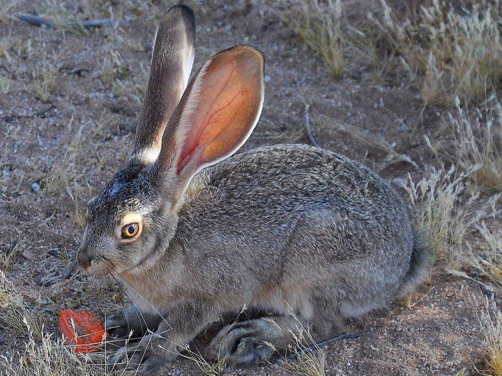 black-tailed jackrabbit (commons.wikimedia.org/Jessie Eastland)