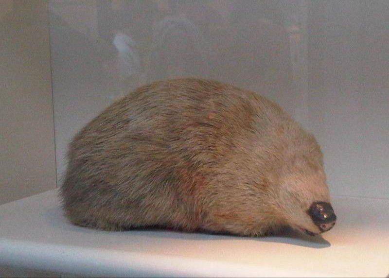 golden mole (commons.wikimedia.org/Emőke Dénes)