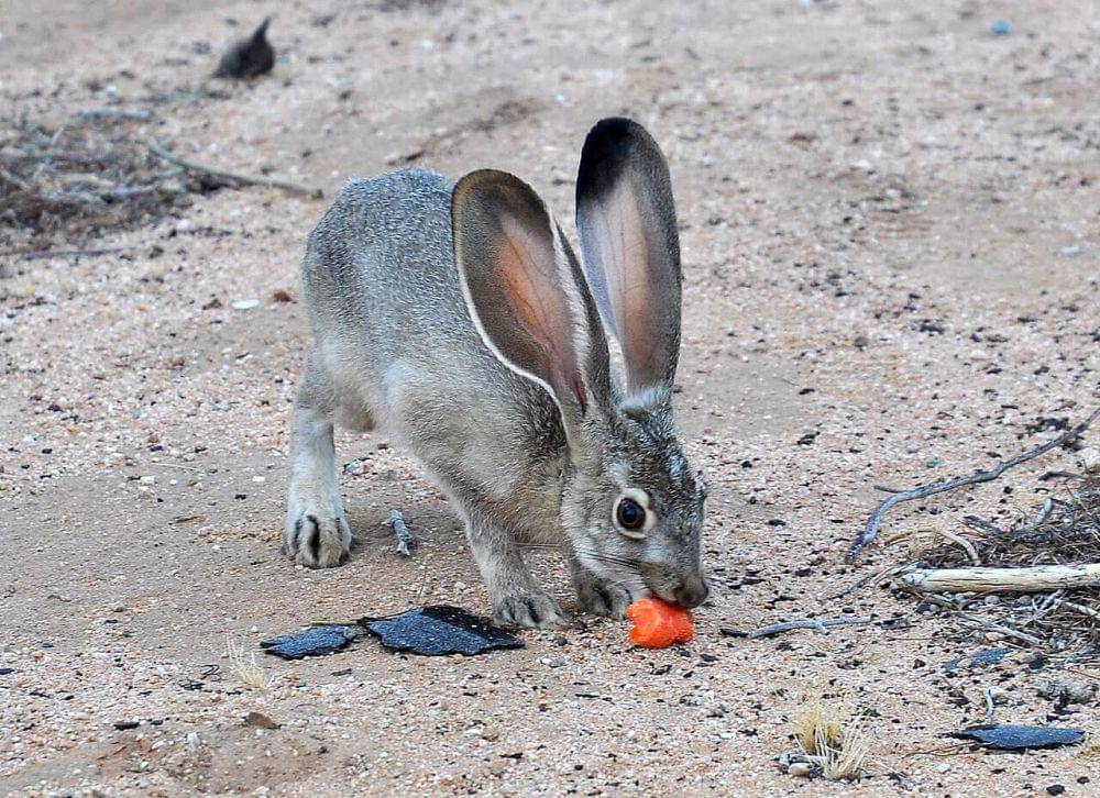 black-tailed jackrabbit (commons.wikimedia.org/Jessie Eastland)